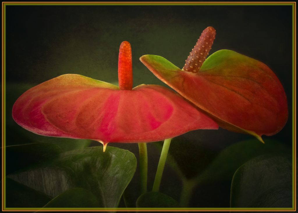 Red Umbrellas - Linda Rodgers